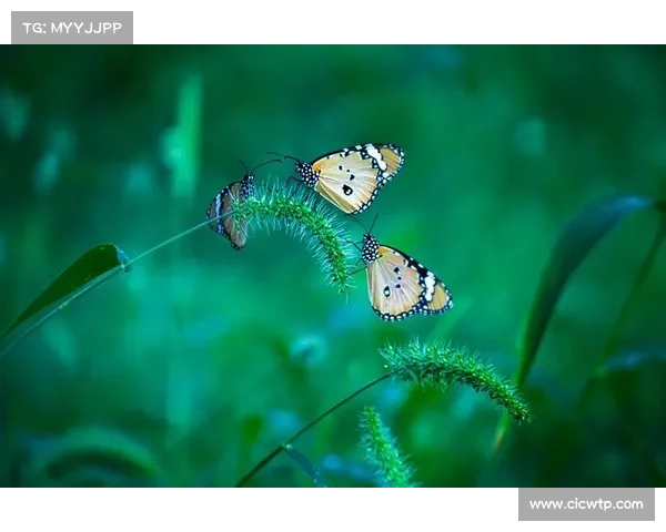 蝴蝶平原生态保护指南